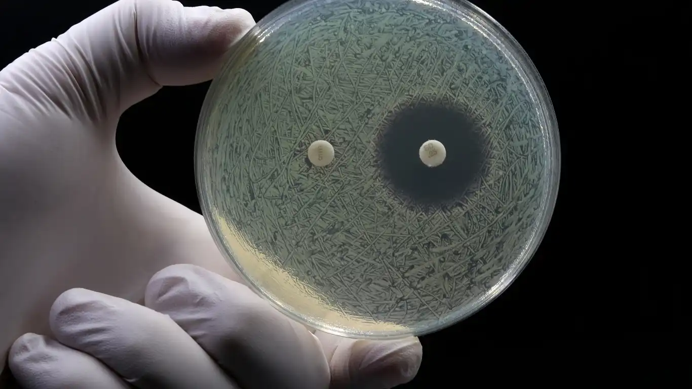باکتری مقاوم MRSA که به بیشتر آنتی‌بیوتیک‌های رایج پاسخ نمی‌دهد و یکی از عوامل اصلی عفونت‌های بیمارستانی است.